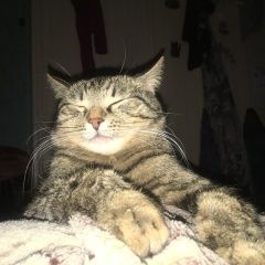 Подробнее об объявлении «Пропал кот ищем кота Зеленоград» Фото: пропала кошка  «Пропал кот ищем кота Зеленоград» в г. Зеленоград