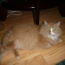 Подробнее об объявлении «Ковров Пропала кошка домашняя г.» Фото: пропала кошка  «Ковров Пропала кошка домашняя г.» в г. Ковров