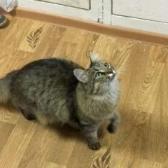 Подробнее об объявлении «Екатеринбург Пропал кот» Фото: пропала кошка  «Екатеринбург Пропал кот» в г. Екатеринбург