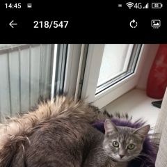 Подробнее об объявлении «Пропала кошка. район мцк балтийская. Москва» Фото: пропала кошка  «Пропала кошка. район мцк балтийская. Москва» в г. Москва