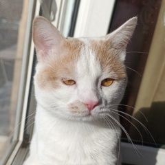 ����: ������� �����  ������� ��� ������� � �. �������