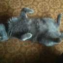 Подробнее об объявлении «Пропал кот помогите найти  Можайск» Фото: пропала кошка Британская короткошерстная «Пропал кот помогите найти  Можайск» в г. Можайск