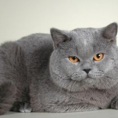 Подробнее об объявлении «Пропала кошка Краснодар» Фото: пропала кошка Британская короткошерстная «Пропала кошка Краснодар» в г. Краснодар