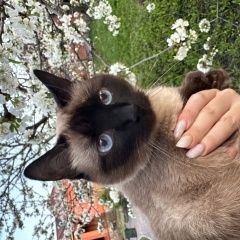 Подробнее об объявлении «Пропала кошка район бугровка-8 марта Пенза» Фото: пропала кошка Сиамская кошка «Пропала кошка район бугровка-8 марта Пенза» в г. Пенза