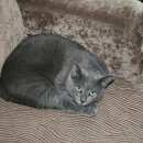 Подробнее об объявлении «Пропал кот киз зеленая роща-, км минского шоссе Голицыно (Московская обл.)» Фото: пропала кошка  «Пропал кот киз зеленая роща-, км минского шоссе...» в г. Голицыно (Московская обл.)