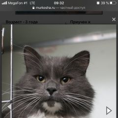 Подробнее об объявлении «Москва Пропал кот» Фото: пропала кошка  «Москва Пропал кот» в г. Москва