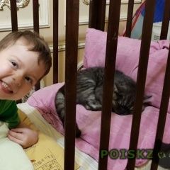Подробнее об объявлении «Красноярск Пропал кот британец» Фото: пропала кошка Британская короткошерстная «Красноярск Пропал кот британец» в г. Красноярск