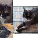 Подробнее об объявлении «Пропала кошка молоденькая домашняя Красногорск» Фото: пропала кошка  «Пропала кошка молоденькая домашняя Красногорск» в г. Красногорск