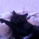 Подробнее об объявлении «Пропал кот Оренбург» Фото: пропала кошка  «Пропал кот Оренбург» в г. Оренбург