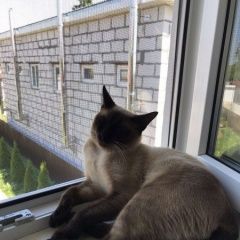 Подробнее об объявлении «Пропал кот сиамский котик Кстово» Фото: пропала кошка Сиамская кошка «Пропал кот сиамский котик Кстово» в г. Кстово