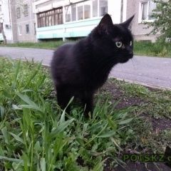 Подробнее об объявлении «Екатеринбург Пропала кошка черного цвета» Фото: пропала кошка  «Екатеринбург Пропала кошка черного цвета» в г. Екатеринбург
