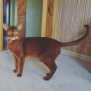 Подробнее об объявлении «Мытищи Пропала кошка абиссинская 2, 5 года» Фото: пропала кошка Абиссинская «Мытищи Пропала кошка абиссинская 2, 5 года» в г. Мытищи