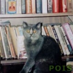 Подробнее об объявлении «Пропала кошка Магнитогорск» Фото: пропала кошка Британская короткошерстная «Пропала кошка Магнитогорск» в г. Магнитогорск