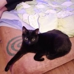 Подробнее об объявлении «Сургут Пропал кот» Фото: пропала кошка  «Сургут Пропал кот» в г. Сургут