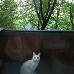 Подробнее об объявлении «Пропала кошка Котельники» Фото: пропала кошка  «Пропала кошка Котельники» в г. Котельники