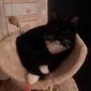 Подробнее об объявлении «Пропала кошка Бронницы» Фото: пропала кошка  «Пропала кошка Бронницы» в г. Бронницы