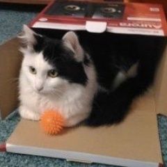Подробнее об объявлении «Нижний Новгород Пропал кот» Фото: пропала кошка  «Нижний Новгород Пропал кот» в г. Нижний Новгород