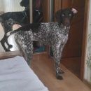 Подробнее об объявлении «Геленджик Пропала собака внимание» Фото: пропала собака Рафейру ду алентехо «Геленджик Пропала собака внимание» в г. Геленджик