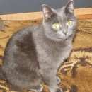 Подробнее об объявлении «Ангарск Пропала кошка помогите» Фото: пропала кошка  «Ангарск Пропала кошка помогите» в г. Ангарск