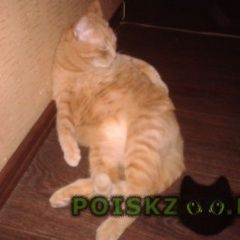 Подробнее об объявлении «Саратов Пропал кот» Фото: пропала кошка  «Саратов Пропал кот» в г. Саратов