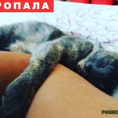 Подробнее об объявлении «Москва Пропала кошка друг кошка» Фото: пропала кошка  «Москва Пропала кошка друг кошка» в г. Москва