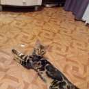 Подробнее об объявлении «Пропала кошка Нижний Новгород» Фото: пропала кошка Бенгальская «Пропала кошка Нижний Новгород» в г. Нижний Новгород