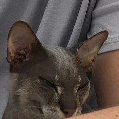 Подробнее об объявлении «Сургут Пропал кот» Фото: пропала кошка  «Сургут Пропал кот» в г. Сургут