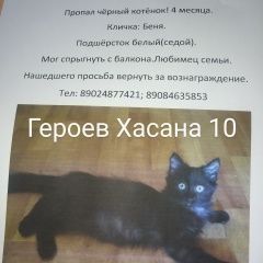 Подробнее об объявлении «Владивосток Пропал котёнок» Фото: пропала кошка  «Владивосток Пропал котёнок» в г. Владивосток