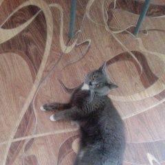 Подробнее об объявлении «Мытищи Пропала кошка» Фото: пропала кошка  «Мытищи Пропала кошка» в г. Мытищи