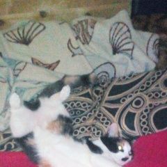 Подробнее об объявлении «Москва Пропала кошка» Фото: пропала кошка  «Москва Пропала кошка» в г. Москва