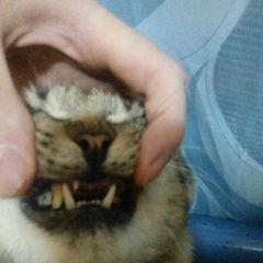 Подробнее об объявлении «Адлер Пропал кот» Фото: пропала кошка  «Адлер Пропал кот» в г. Адлер