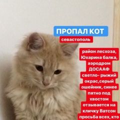 Подробнее об объявлении «Севастополь Пропал кот молодой кот» Фото: пропала кошка  «Севастополь Пропал кот молодой кот» в г. Севастополь