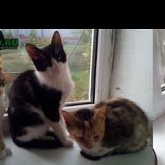 Подробнее об объявлении «Анапа Пропала кошка (1 котик и 3 кошечки)» Фото: пропала кошка  «Анапа Пропала кошка (1 котик и 3 кошечки)» в г. Анапа