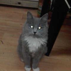 Подробнее об объявлении «Раменское Пропал кот» Фото: пропала кошка  «Раменское Пропал кот» в г. Раменское