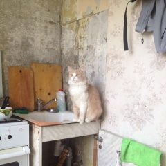 Подробнее об объявлении «Пропал кот Москва» Фото: пропала кошка  «Пропал кот Москва» в г. Москва