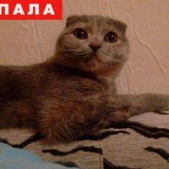 Подробнее об объявлении «Пропала кошка Ростов-на-Дону» Фото: пропала кошка  «Пропала кошка Ростов-на-Дону» в г. Ростов-на-Дону