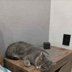 Подробнее об объявлении «Пропала кошка Рославль» Фото: пропала кошка  «Пропала кошка Рославль» в г. Рославль