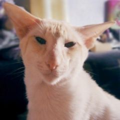 Подробнее об объявлении «Пропал кот более года ищу сфинкса прямошёрстного Красногорск» Фото: пропала кошка Ориентальная (восточная короткошерстная) «Пропал кот более года ищу сфинкса...» в г. Красногорск