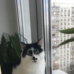 Подробнее об объявлении «Пропала кошка Москва» Фото: пропала кошка  «Пропала кошка Москва» в г. Москва
