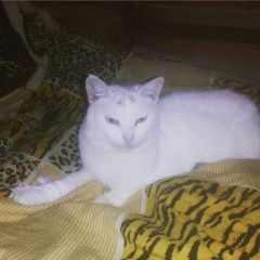 Подробнее об объявлении «Пропала кошка Санкт-Петербург» Фото: пропала кошка  «Пропала кошка Санкт-Петербург» в г. Санкт-Петербург