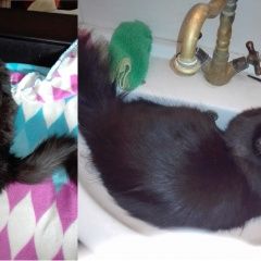 Подробнее об объявлении «Подольск Пропала кошка дер.ясенки ий р-н» Фото: пропала кошка  «Подольск Пропала кошка дер.ясенки ий р-н» в г. Подольск