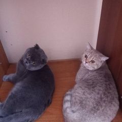 Подробнее об объявлении «Пропала кошка Краснодар» Фото: пропала кошка Британская короткошерстная «Пропала кошка Краснодар» в г. Краснодар