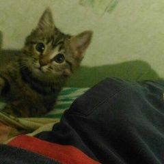 Подробнее об объявлении «Пропала кошка Симферополь» Фото: пропала кошка  «Пропала кошка Симферополь» в г. Симферополь