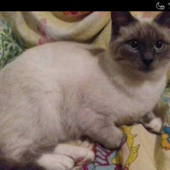 Подробнее об объявлении «Пропала кошка Воскресенск» Фото: пропала кошка Тайская «Пропала кошка Воскресенск» в г. Воскресенск