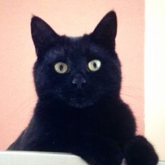 Подробнее об объявлении «Пропала кошка Ростов-на-Дону» Фото: пропала кошка  «Пропала кошка Ростов-на-Дону» в г. Ростов-на-Дону