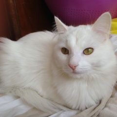 Подробнее об объявлении «Пропала кошка белая Санкт-Петербург» Фото: пропала кошка  «Пропала кошка белая Санкт-Петербург» в г. Санкт-Петербург