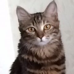 Подробнее об объявлении «Липецк Пропала кошка» Фото: пропала кошка  «Липецк Пропала кошка» в г. Липецк