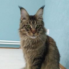 Подробнее об объявлении «Казань Пропал кот мейн кун.» Фото: пропала кошка Мейн-кун «Казань Пропал кот мейн кун.» в г. Казань