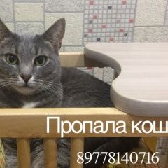 Подробнее об объявлении «Железнодорожный (Московск.) Пропала кошка» Фото: пропала кошка  «Железнодорожный (Московск.) Пропала кошка» в г. Железнодорожный (Московск.)