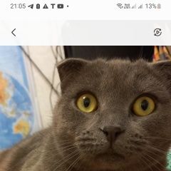 Подробнее об объявлении «Пропал кот кастрирован Ставрополь» Фото: пропала кошка Британская короткошерстная кошка «Пропал кот кастрирован Ставрополь» в г. Ставрополь